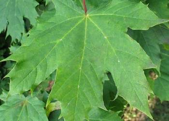 Klon zwyczajny (Acer platanoides) wys. 90-120 cm, z gruntu