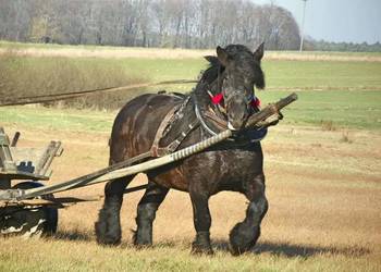 Sprzedam klacz zimnokrwista