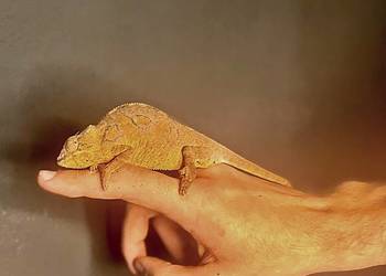 Kameleon lamparci samica ambilobe red/blue bar