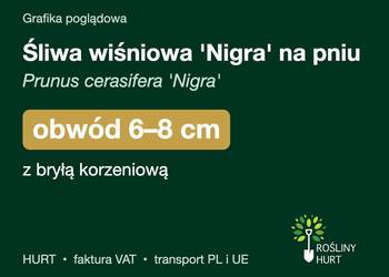 Śliwa wiśniowa 'Nigra' na pniu obwód 6-8 cm, z bryłą – HURT