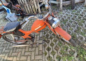 Komar zarejestrowany