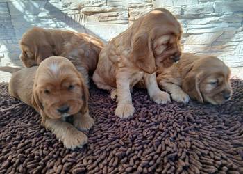 Śliczne Szczenięta Cocker Spaniel Angielski