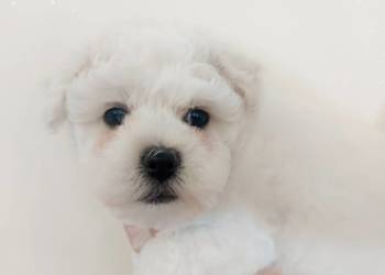 Bichon frise Fci sunia