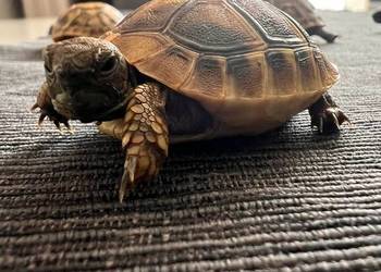Żółw grecki lądowy | terrarium, wyposażenie | transport