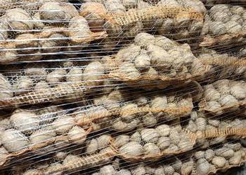 Ziemniaki Jadalny Piwonia Lord Soraya