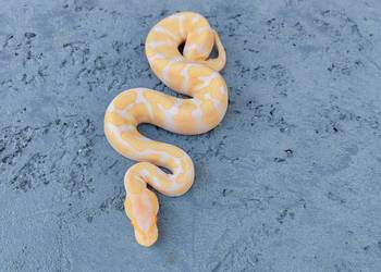 Albino Enchi Samiczka Pyton Królewski