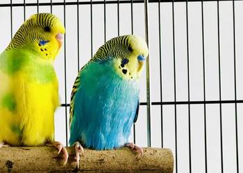 Papugi faliste dwie 50 zł