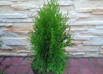 Tuje tuja szmaragd szmaragdowe