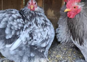 Jaja jajka lęgowe kochina miniaturowego 60zl za 10szt