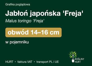 Jabłoń japońska 'Freja' obwód 14-16 cm, w pojemniku – HURT