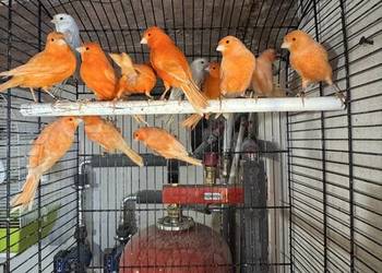 Kanarki Czerwone/Opal Mozaika