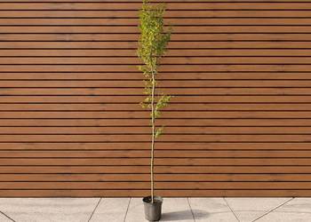 Grab pospolity 'Orange Retz', wys. 250-300 cm