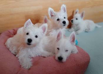 West Highland White Terrier | ZKwP FCI