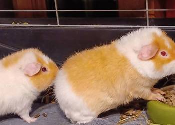 Świnki morskie rasa TEDDY 5,5 miesięczne samczyki Marianki klata 100cm oraz