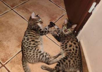 Kot savannah F4