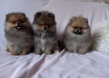 Szpic miniaturowy pomeranian suczka