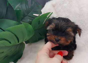 Piękny piesek yorkshire terrier