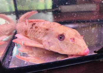 Glonojad , Zbrojnik Albinos 30 cm
