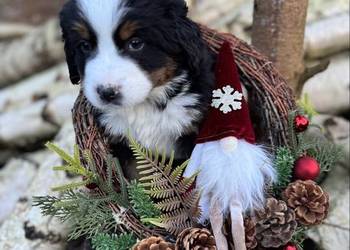 Piękna sunia Berneński Pies Pasterski z rodowodem wielopokoleniowym