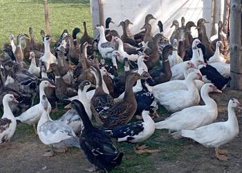 ŻYWE : Kaczory / Kaczki sporo sztuk MIX Do Uboju/Chów + Wyłupek na ZAMÓWIE