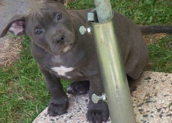 Amstaff Blue – suczka SAGA | American Staffordshire Terrier