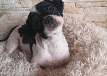 Odchowana Suczka Shih tzu