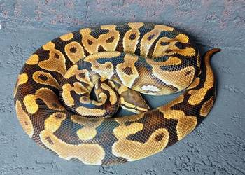 Pyton Królewski, dorosła samica Yellow Belly