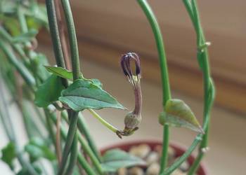 Ceropegia ciekawa odmiana kwitnie roślina z kolekcji