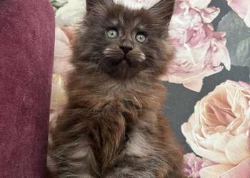 Maine Coon - kotka Nera