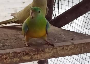 Papugi Dorosłe Ślask