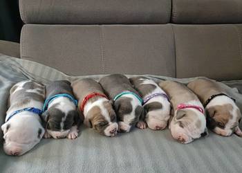 Szczenięta American staffordshire terrier