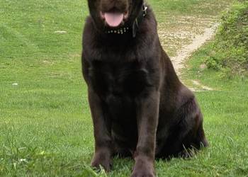 8 miesiecznyLabrador Retriever