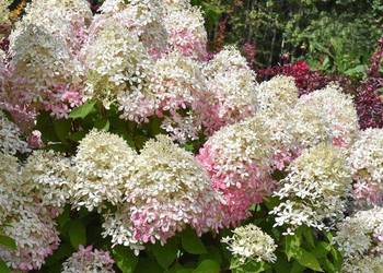 Hortensja bukietowa Royal Flower