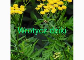 Wrotycz dziki Eco nasiona na Robaki