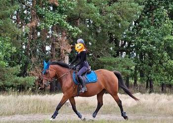 Sprzedam klacz 9 lat Sp Sprzedam klacz 9 lat Sp