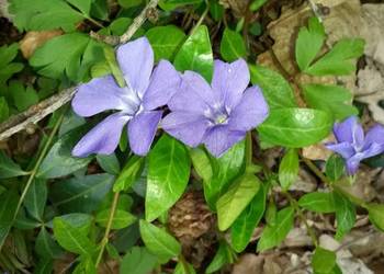 Barwinek-pęk z 30 gałązek do celów florystycznych Barwinek-pęk z 30 gałązek do celów florystycznych