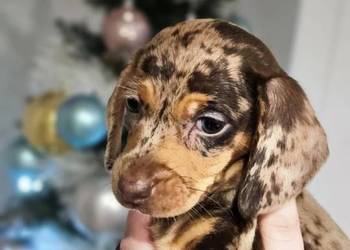 Jamnik krótkowłosy merle miniatura