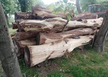 Sprzedam kłody orzecha włoskiego okorowane