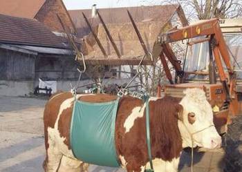 Podnośnik temblakowy dla bydła VV1049