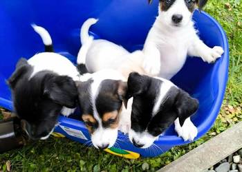 Jack Russell Terrier