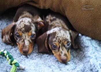 Jamnik krótkowłosy króliczy/min. (ZKwP/FCI)