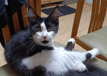 Koteczka Maine Coon