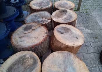Krążki , plastry , wałki , Kloce dębowe śr. 50-60 cm