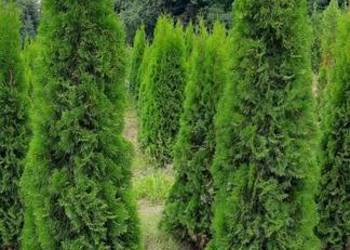 Thuja Szmaragd 140-250cm Tuja Szmaragd, Tuja kopana,