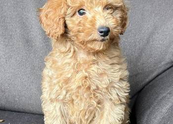 Szczeniak pudla miniaturowego (toy)