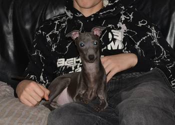 Charcik Włoski - piesek ZKwP FCI