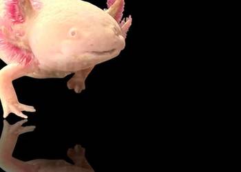 Abystoma meksykańska, aksolotl