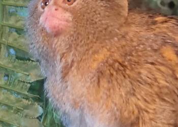 Małpki Pigmejki rodzina