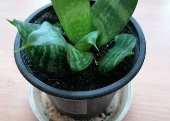 Sansevieria miniaturowa .Roslina domowa.Kwiaty