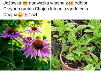 Jezowka roślina wlasna